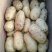 大量供应内蒙河北荷兰十五希森，V7系列土豆，欢迎采购。
