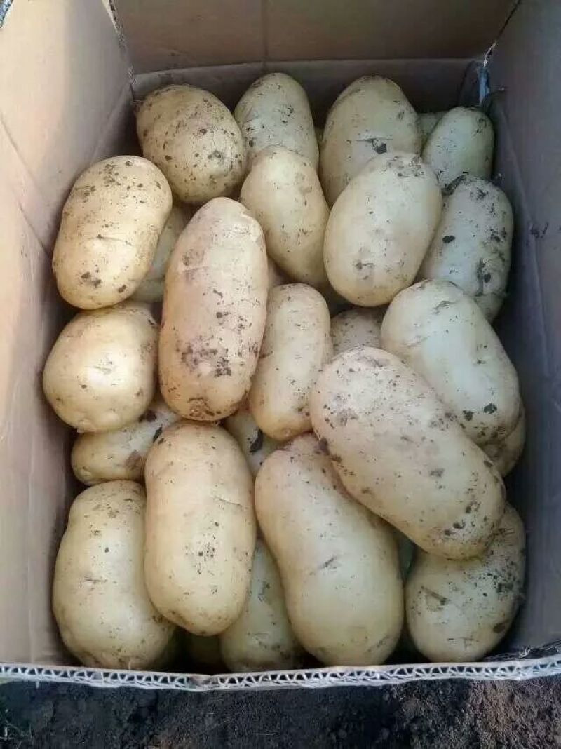 大量供应内蒙河北荷兰十五希森，V7系列土豆，欢迎采购。