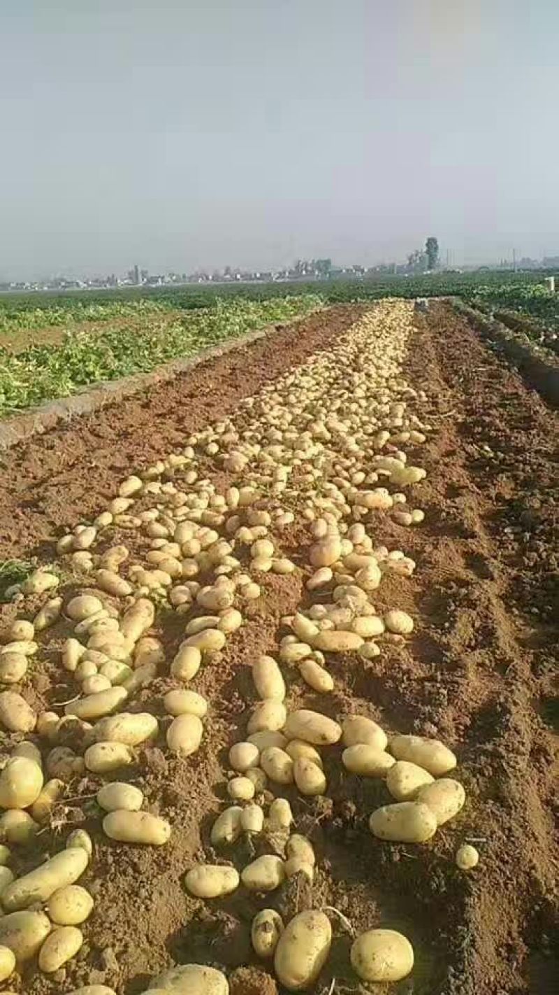 大量供应内蒙河北荷兰十五希森，V7系列土豆，欢迎采购。
