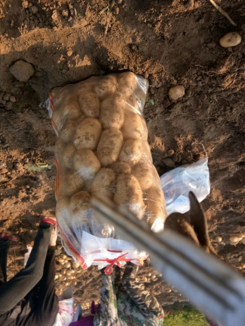 大量供应内蒙河北荷兰十五希森，V7系列土豆，欢迎采购。