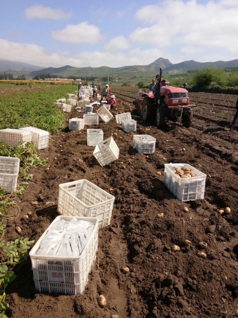 大量供应内蒙河北荷兰十五希森，V7系列土豆，欢迎采购。
