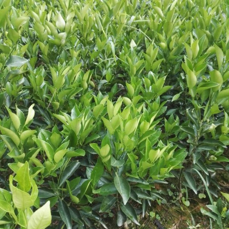出售不知火丑柑凸顶柑柑橘嫁接苗苗高45-65cm