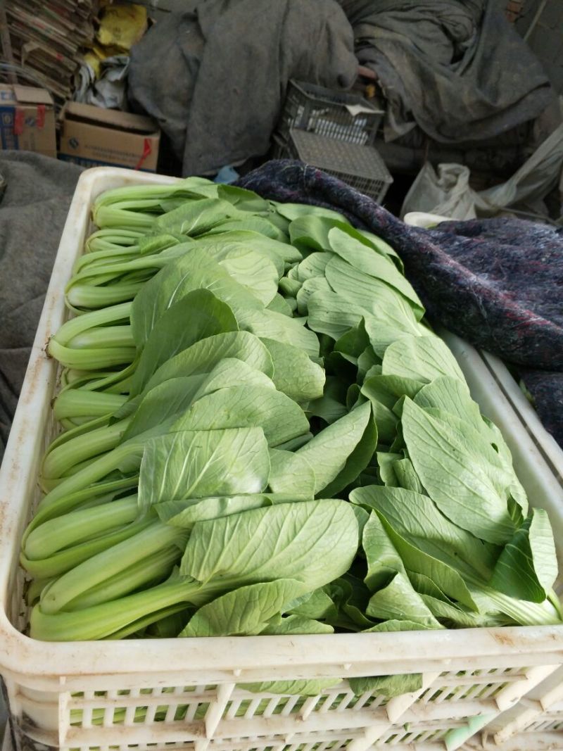 山东聊城优质货源，青菜，上海青质量优，上货量大