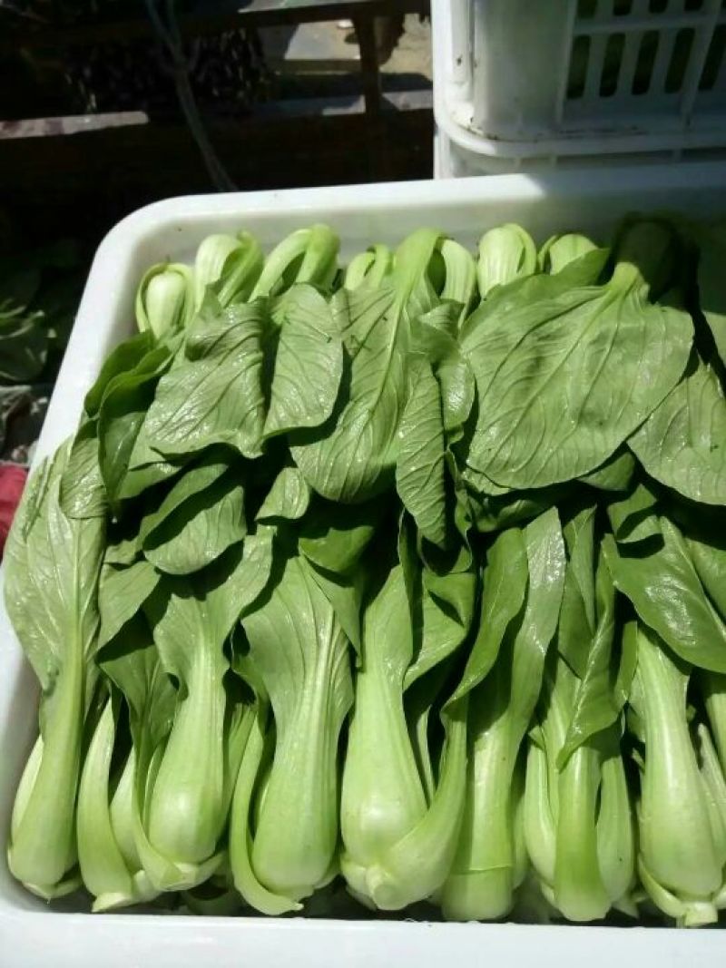山东聊城优质货源，青菜，上海青质量优，上货量大