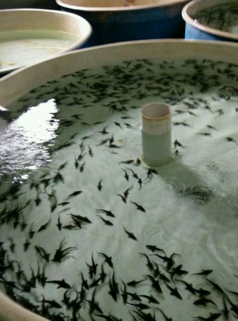 西伯利亚杂交鲟鱼苗全程提供技术指导包回收