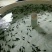 西伯利亚杂交鲟鱼苗全程提供技术指导包回收