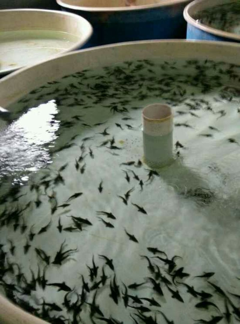 西伯利亚杂交鲟鱼苗全程提供技术指导包回收