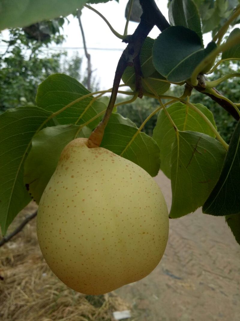 鸭梨纸袋