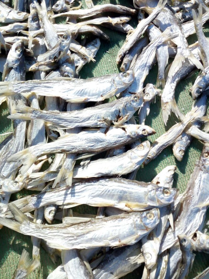 翘嘴鲌鱼干腌制鱼干