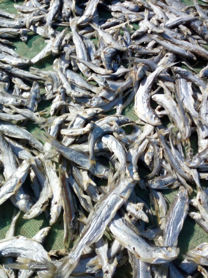 翘嘴鲌鱼干腌制鱼干