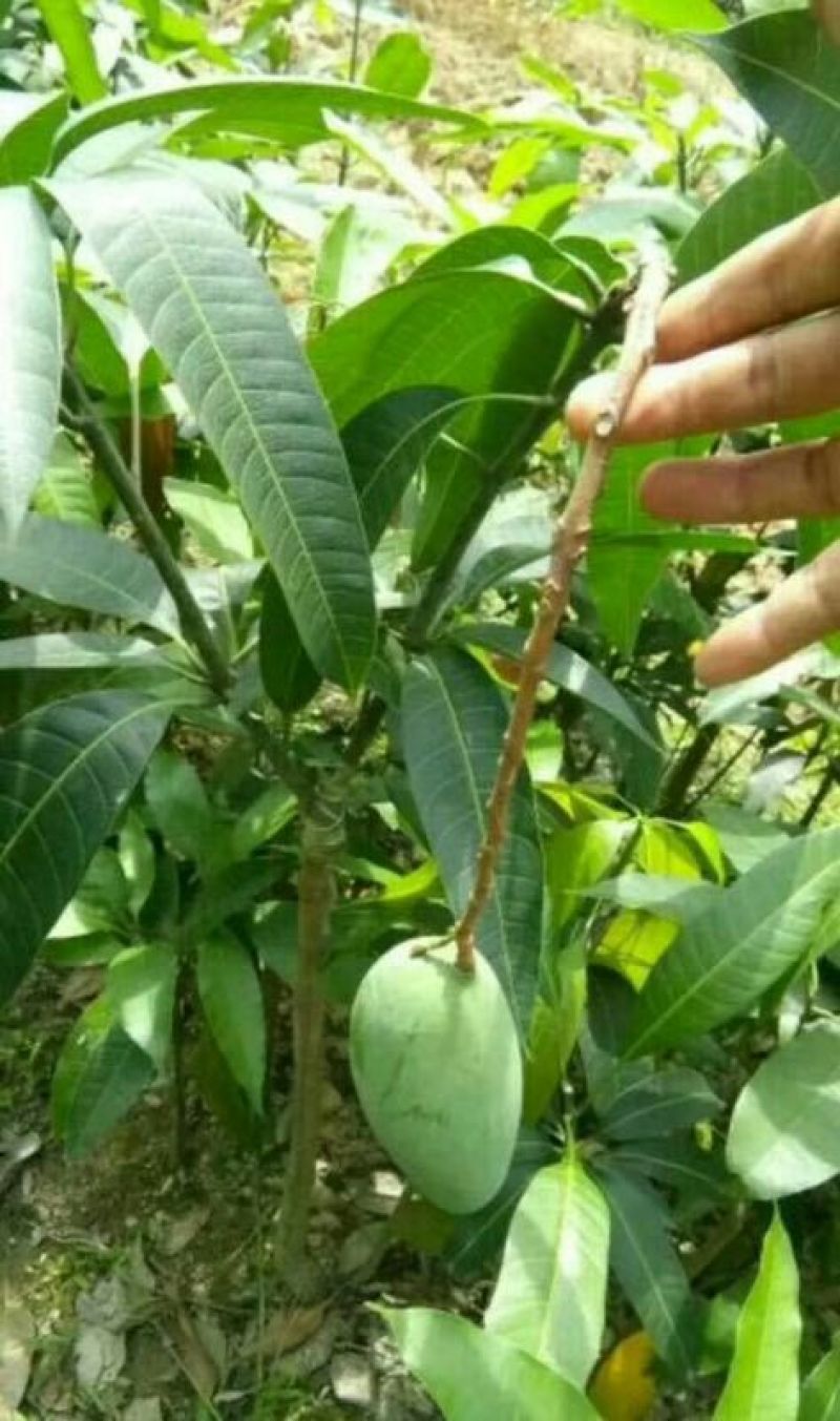 金煌芒树苗1~1.5m