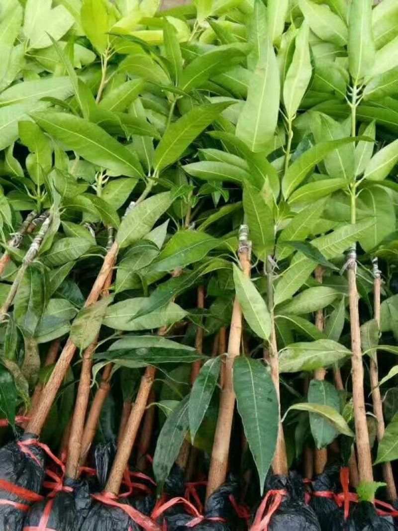 金煌芒树苗1~1.5m