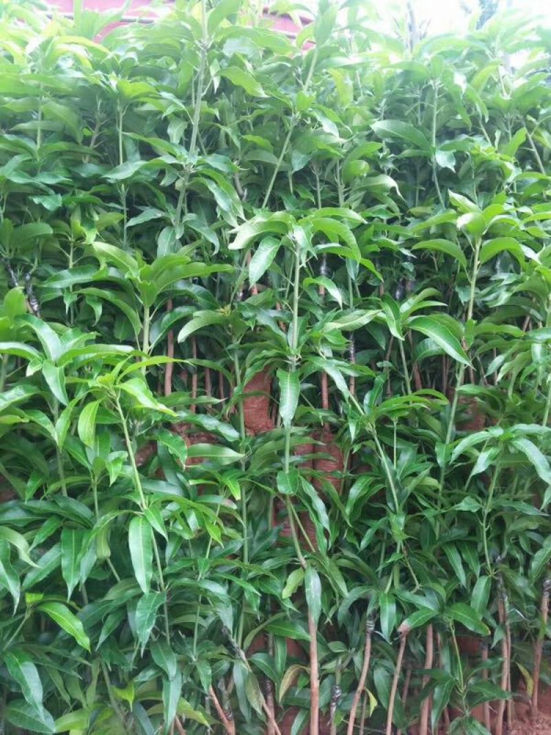 金煌芒树苗1~1.5m