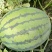 林丰999西瓜10斤打底9成熟1茬