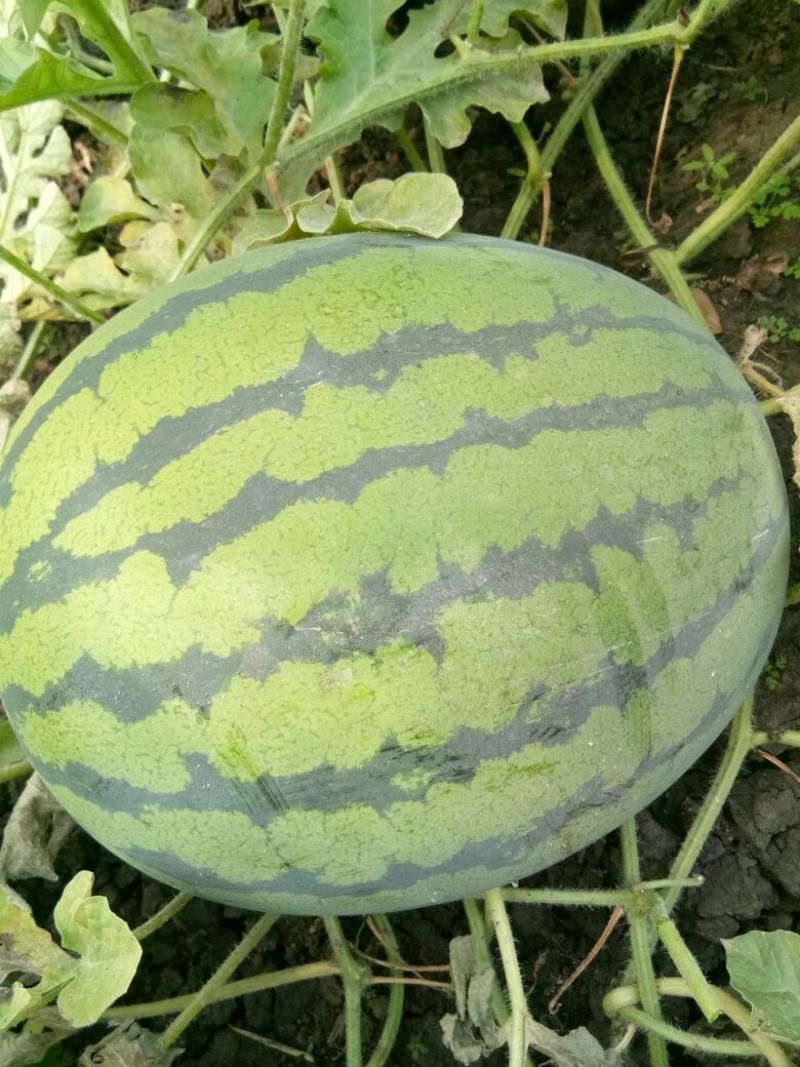 林丰999西瓜10斤打底9成熟1茬