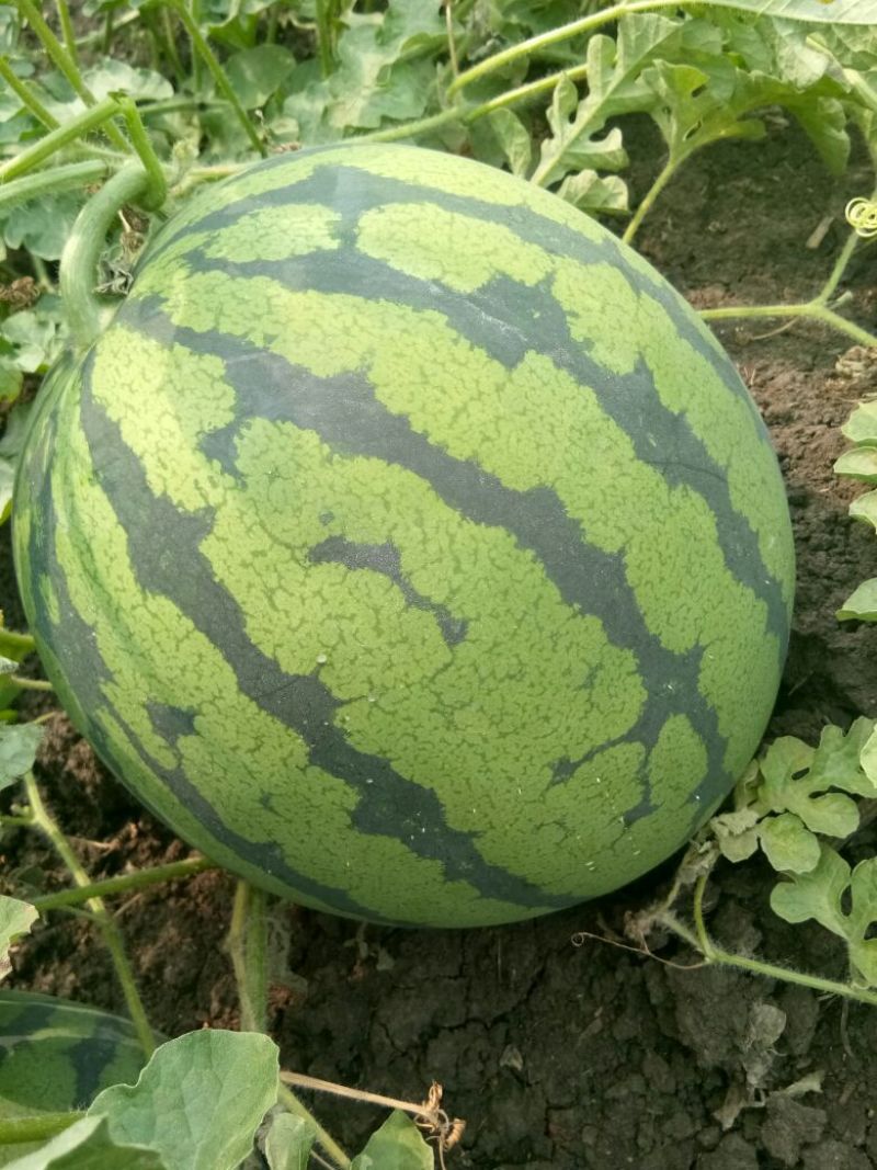 林丰999西瓜10斤打底9成熟1茬