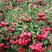 甜红子山楂苗80~100cm珍珠油杏苗，大量现货，电联