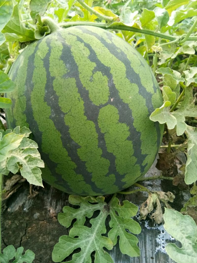 林丰999西瓜10斤打底9成熟1茬