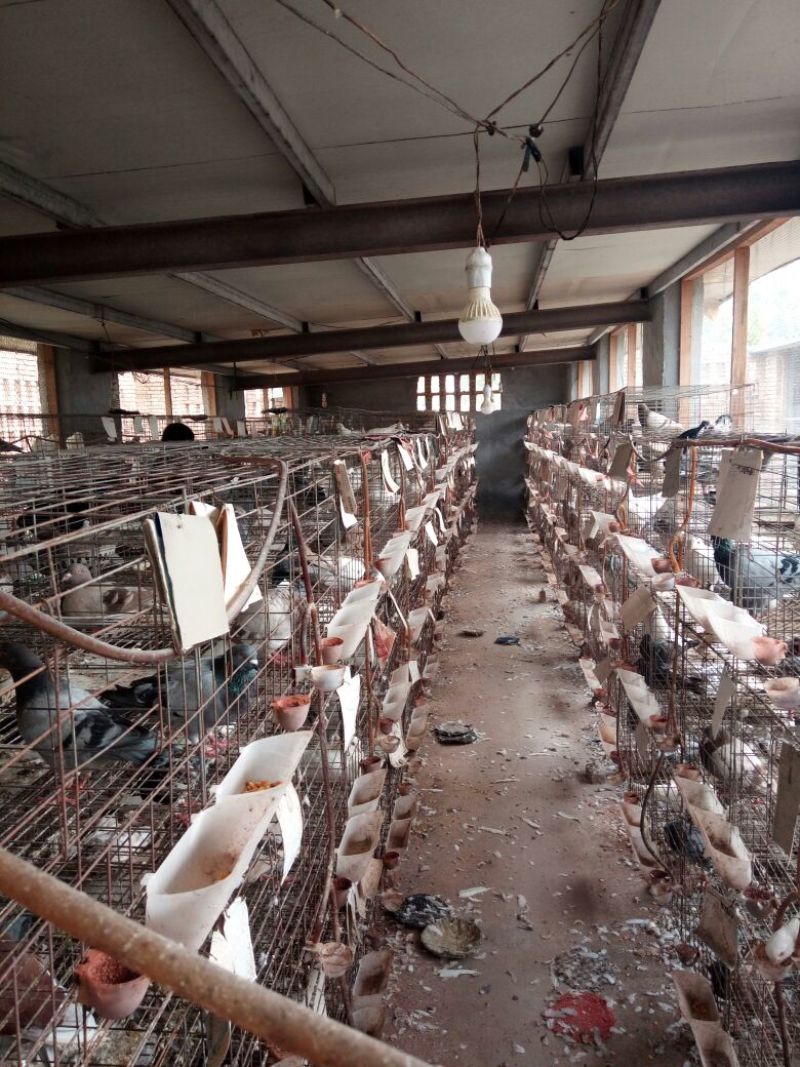 肉鸽正宗肉鸽