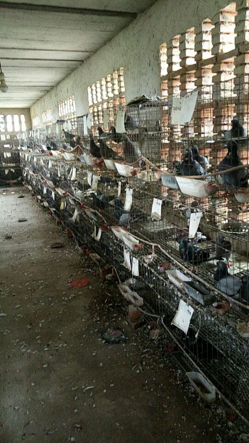 肉鸽正宗肉鸽