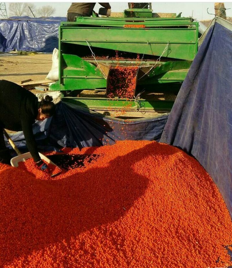沙棘果橙黄色