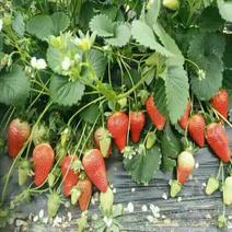 小白草莓苗10~20cm