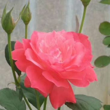 香水月季50~60cm