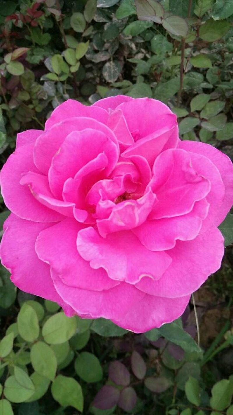 香水月季50~60cm