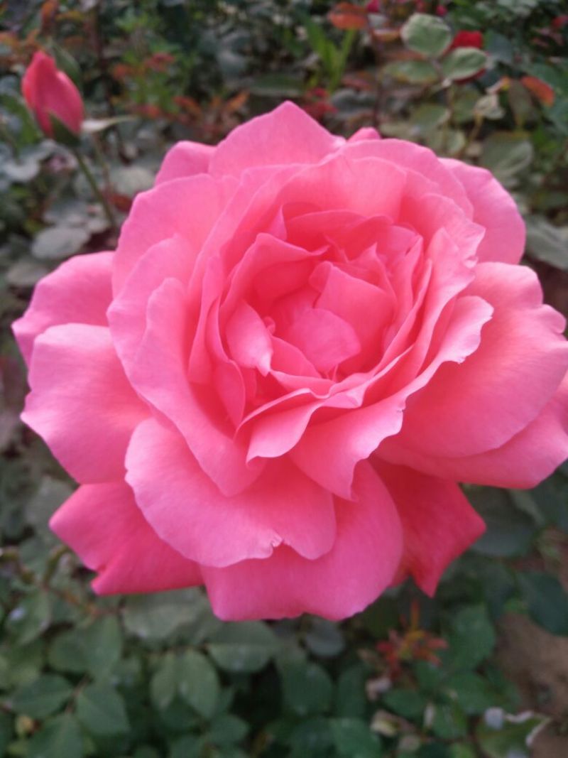 香水月季50~60cm