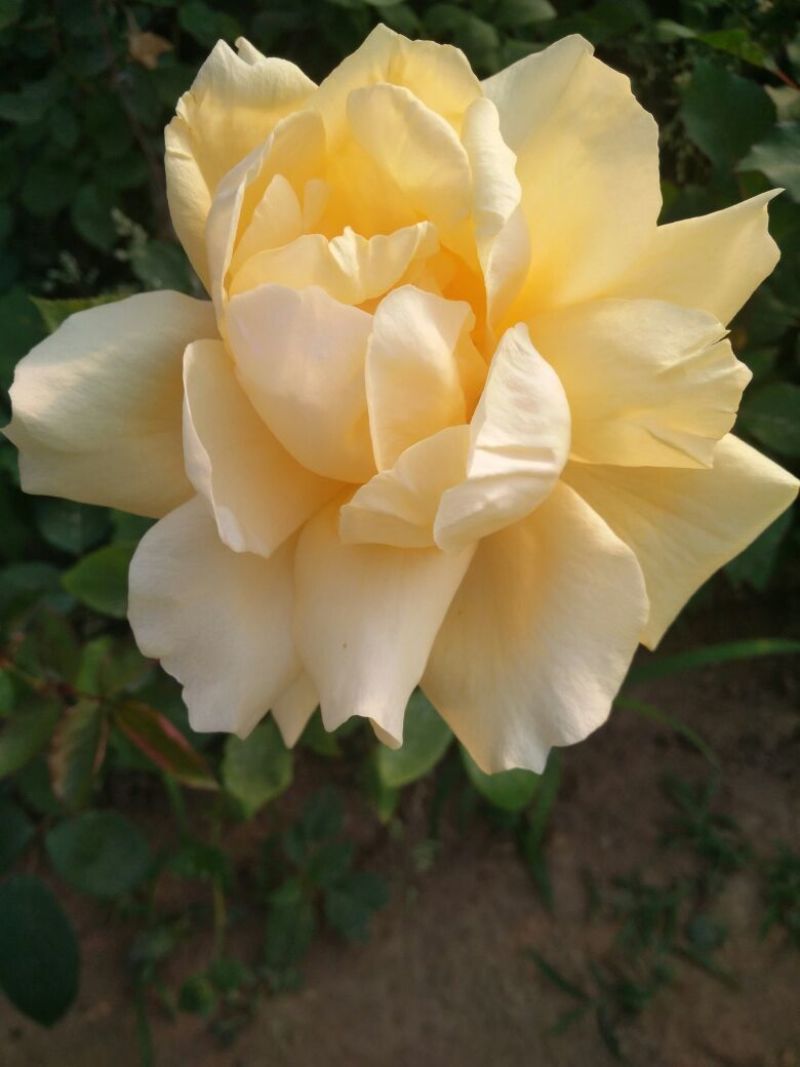 香水月季50~60cm