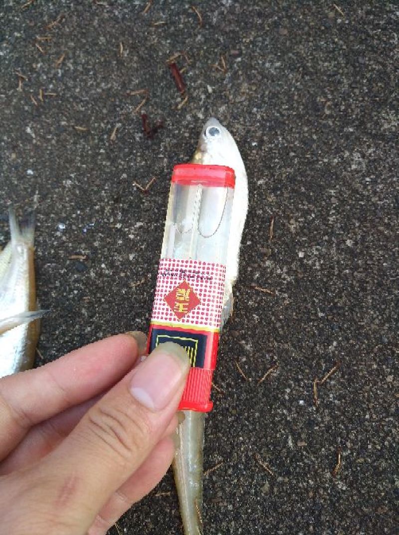 毛刀鱼饲料冰鲜鱼