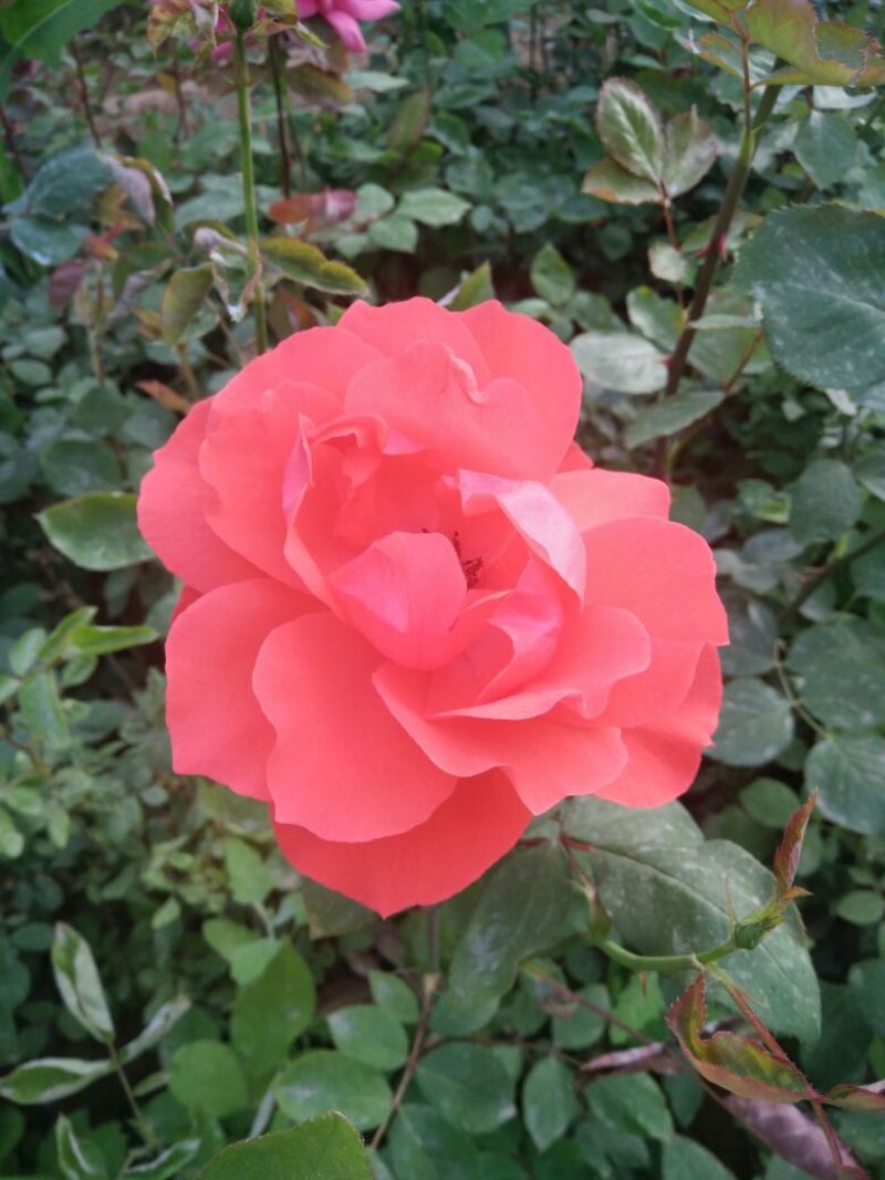 香水月季50~60cm
