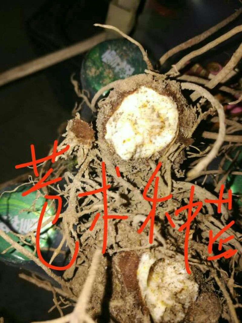苍术种苗