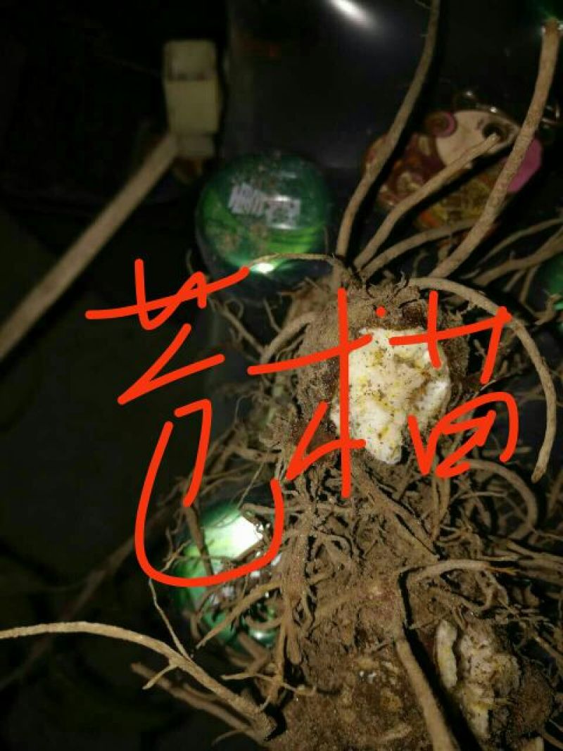 苍术种苗