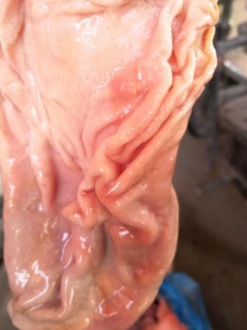 猪肚子