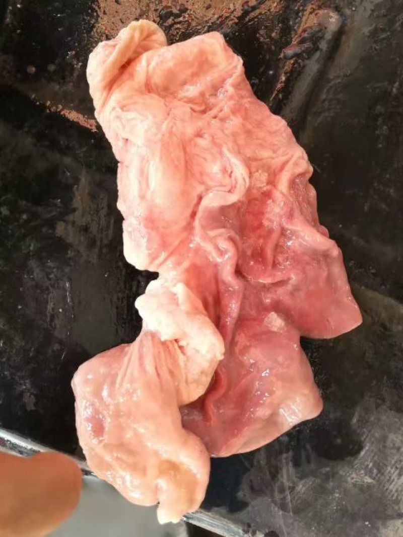 猪肚子