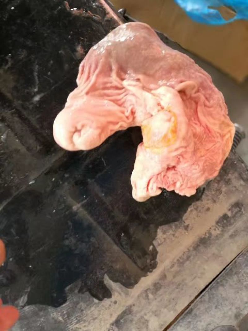 猪肚子