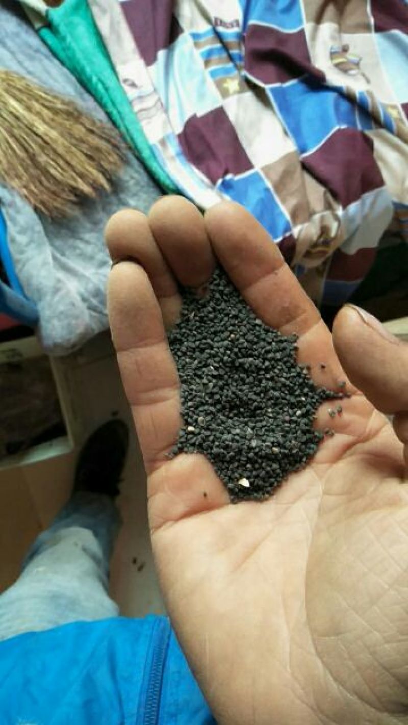 黄芩种子94%以上量大价格还可以再优惠欢迎电话联系