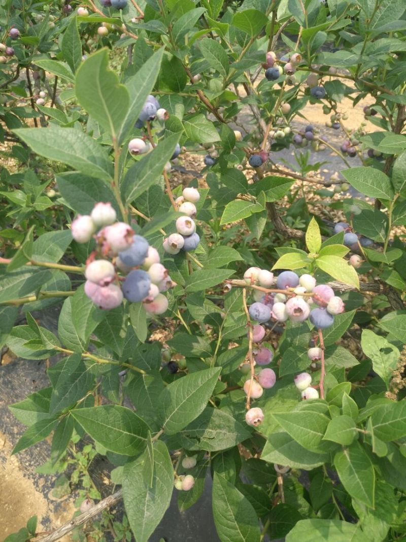 蓝莓苗1~2年20~30cm
