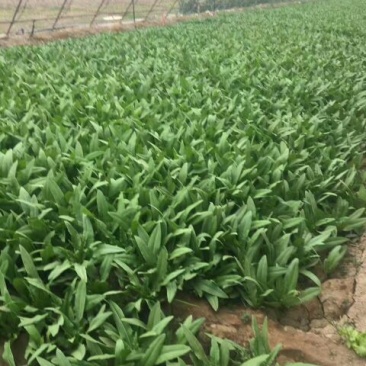 大叶菠菜15~20厘米