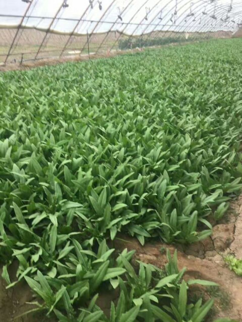 大叶菠菜15~20厘米