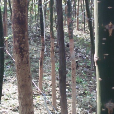 国槐1米以下4~6cm4~6cm