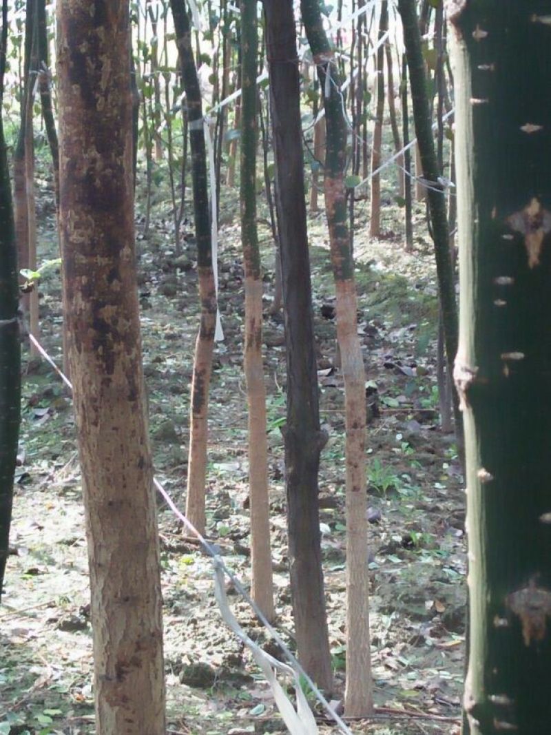 国槐1米以下4~6cm4~6cm