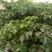 幸福树30~50cm