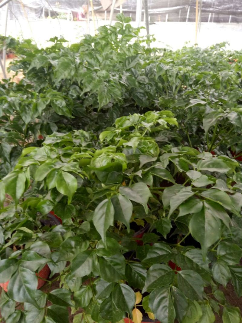 幸福树30~50cm