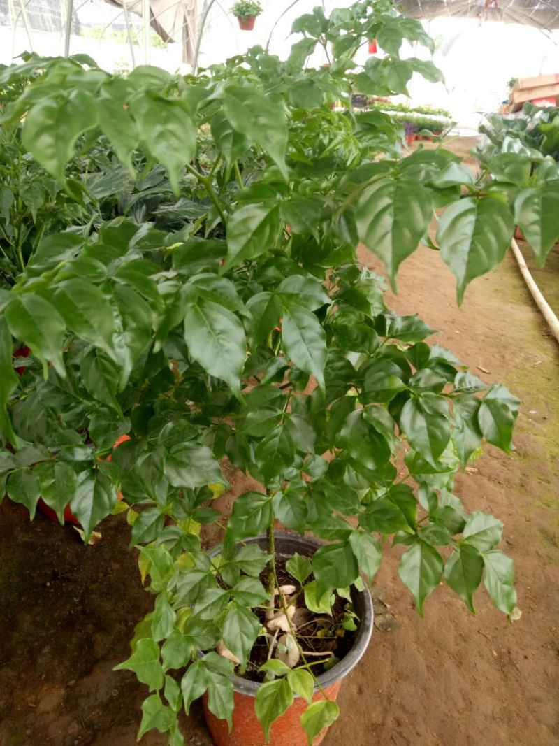 幸福树30~50cm