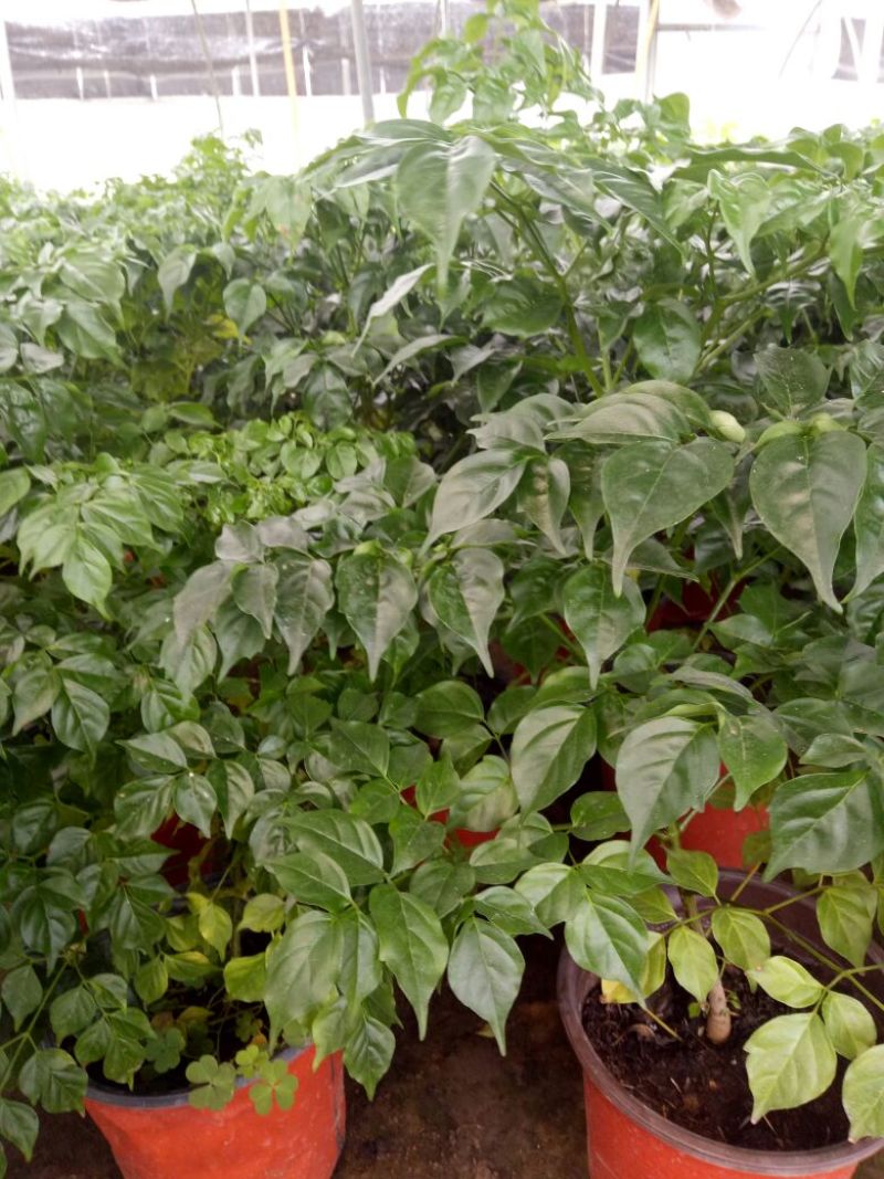 幸福树30~50cm