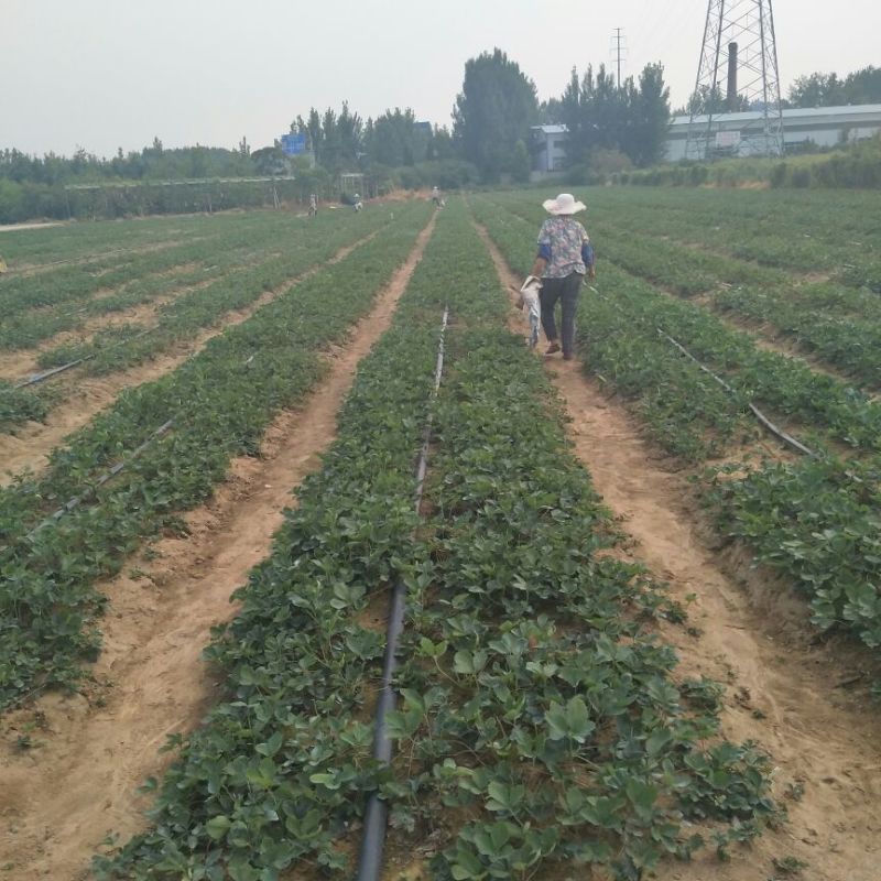 红颜莓苗，脱毒苗，组培草莓苗提供技术指导