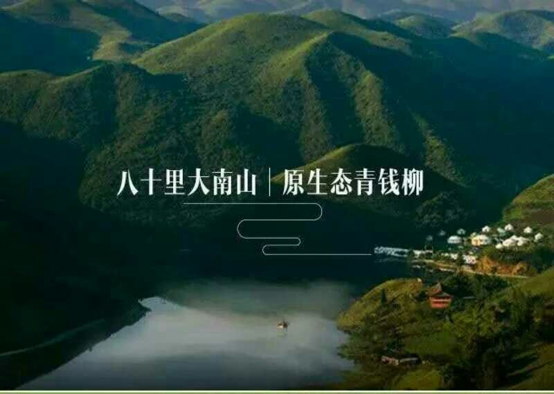 青钱柳茶一级