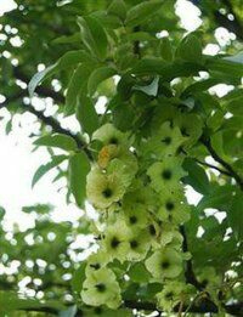 青钱柳茶一级